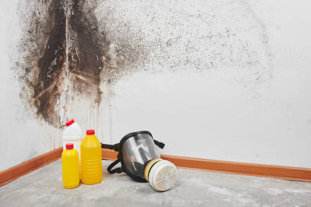 Best Mold Remediation  in Amarillo, TX