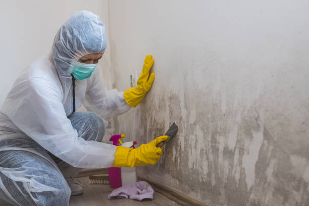 Reliable Amarillo, TX Mold Removal Solutions