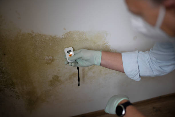 Best Certified Mold Removal  in Amarillo, TX