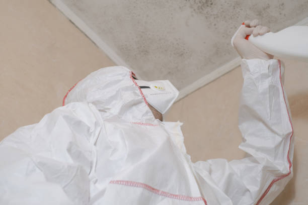 Best Black Mold Removal  in Amarillo, TX